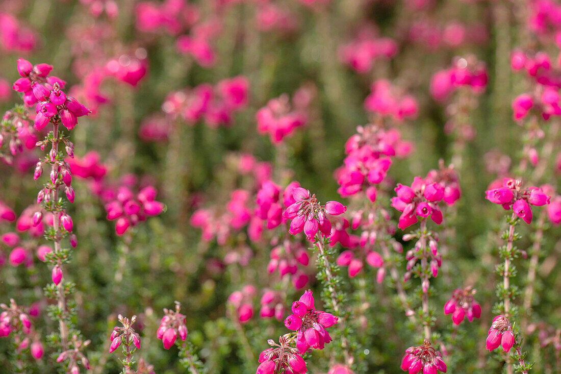 Erica cinerea 'Rote Rosita'