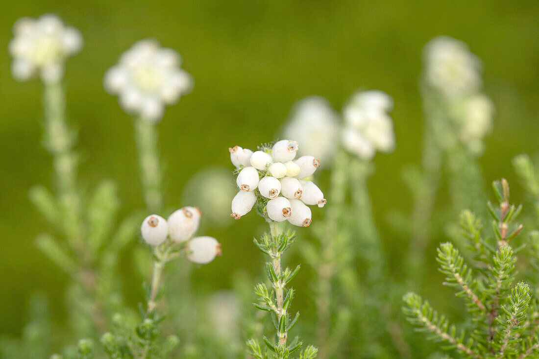 Erica tetralix 'Alba'