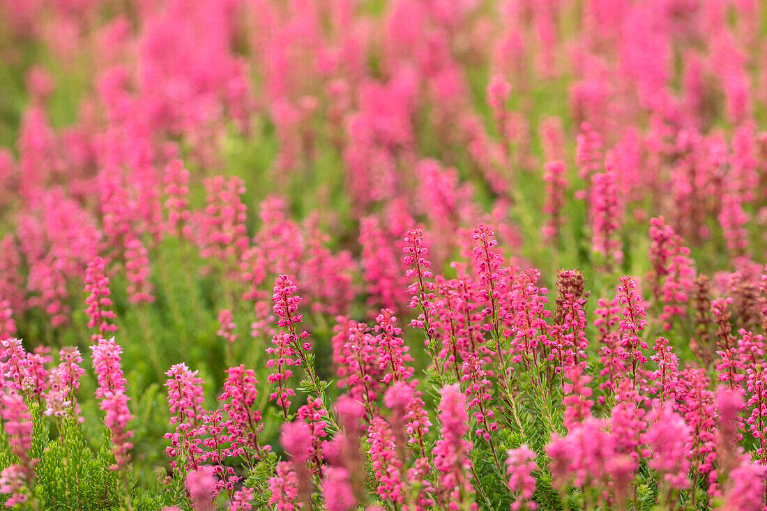 Erica spiculifolia 'Graf Dracula' (Count Dracula)