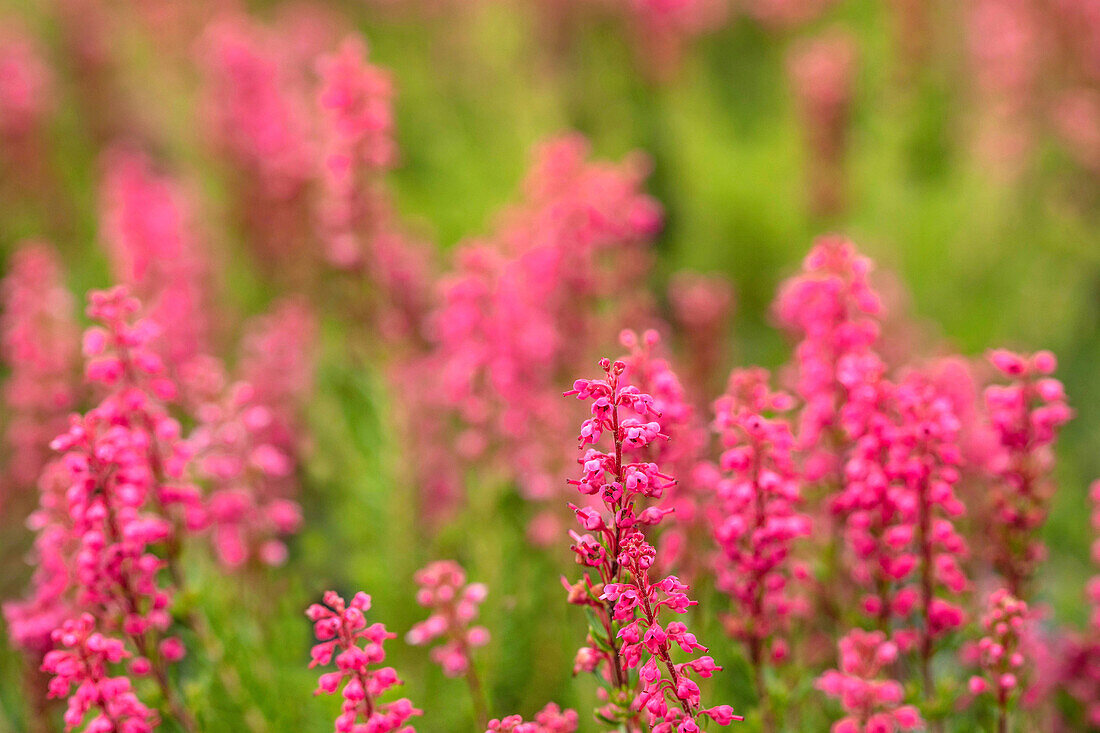 Erica spiculifolia 'Graf Dracula'