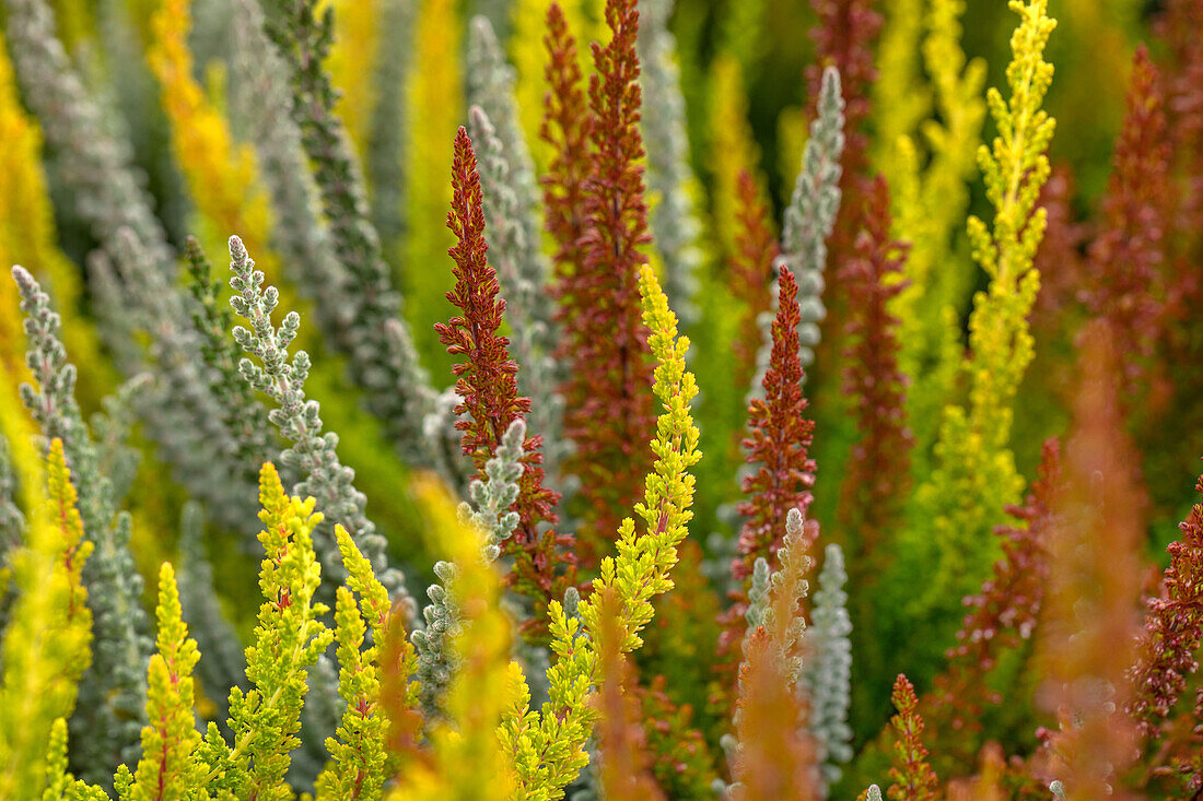 Calluna vulgaris Sunset Girls®