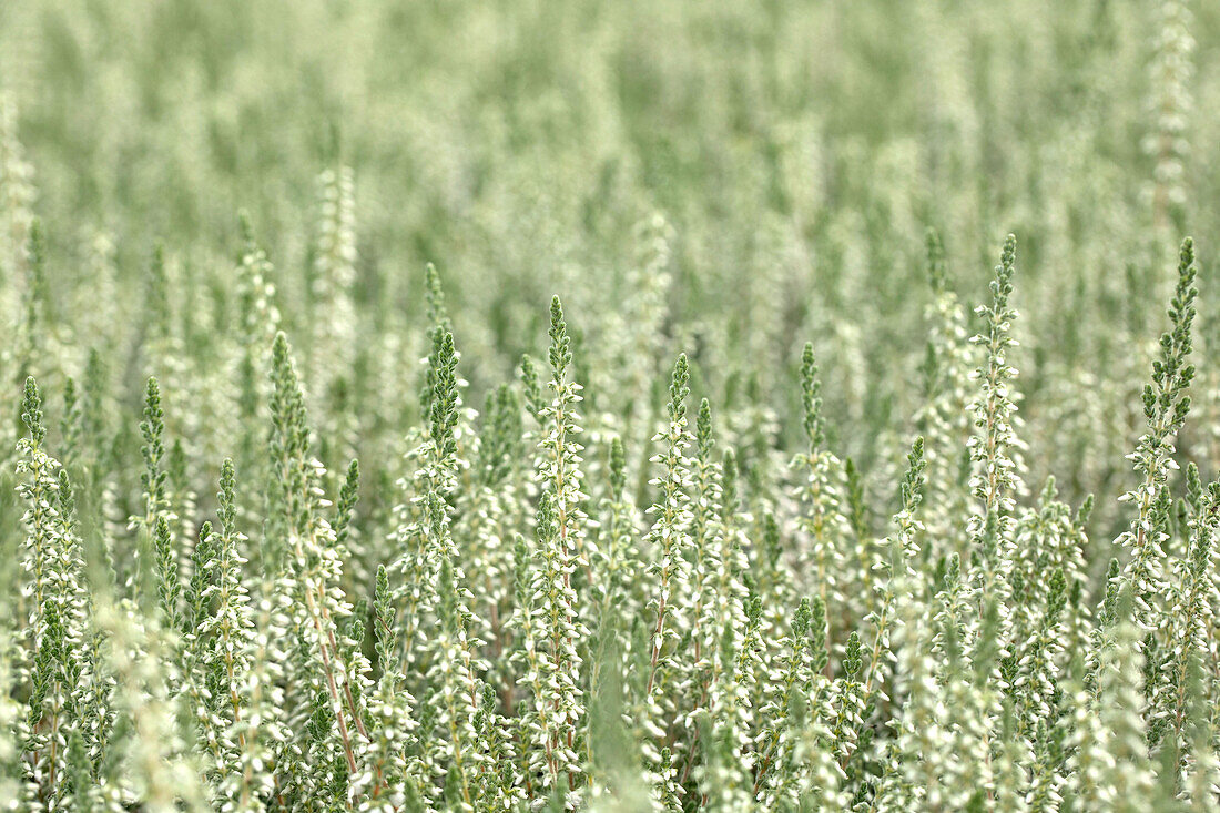 Calluna vulgaris Velvet Fascination