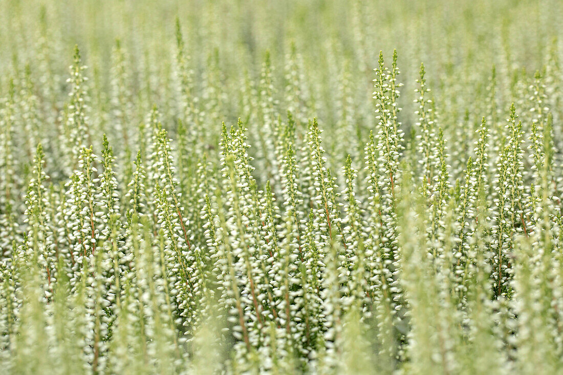 Calluna vulgaris Gardengirls® 'Reinweiße Lena'(s)