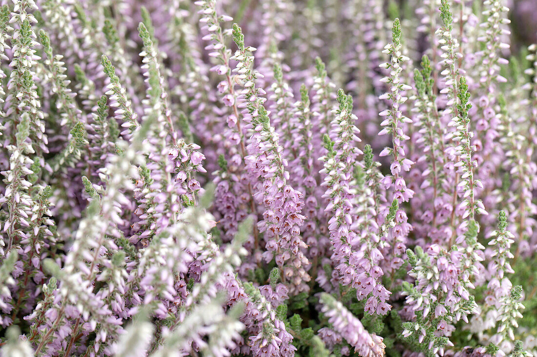 Calluna vulgaris 'Silver Knight'