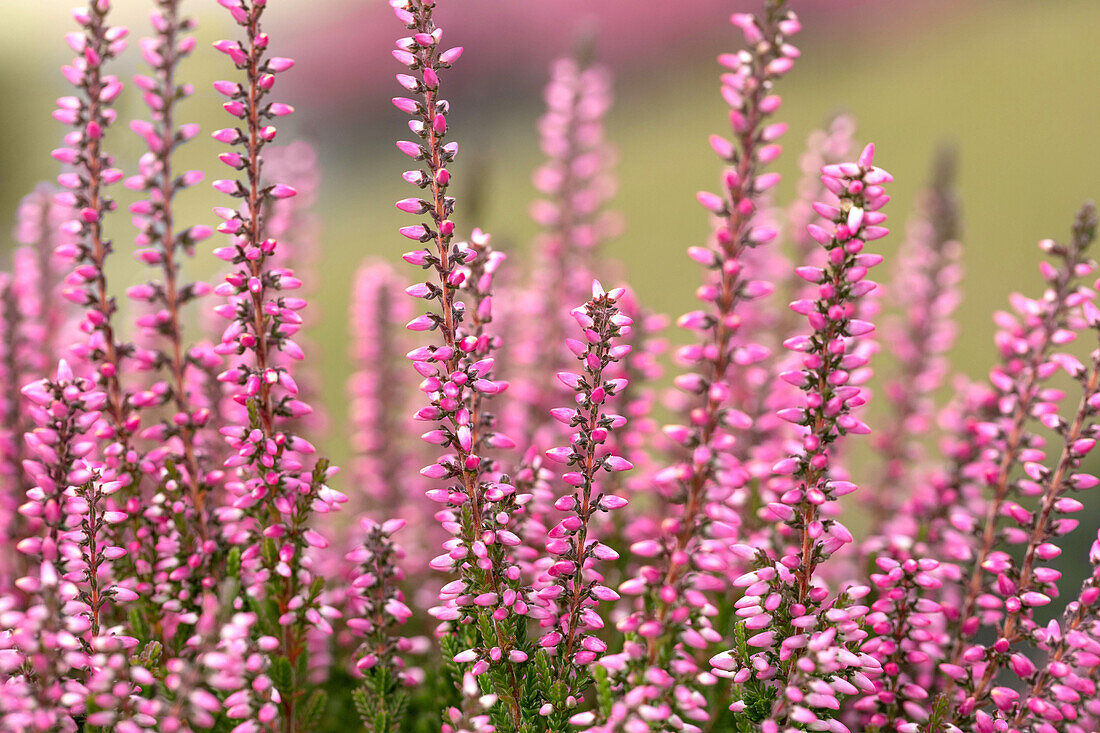 Calluna vulgaris Gardengirls® 'Katja'