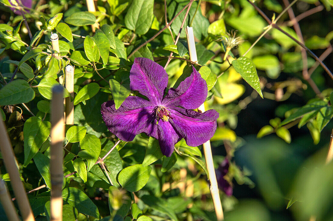 Clematis viticella 'Polish Spirit'