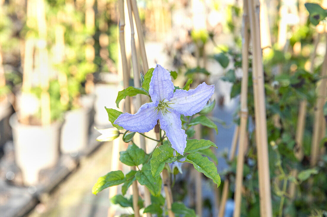 Clematis viticella 'Blue Angel'