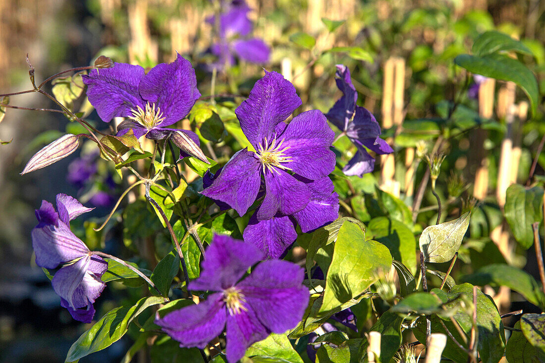 Clematis 'Warszawska Nike