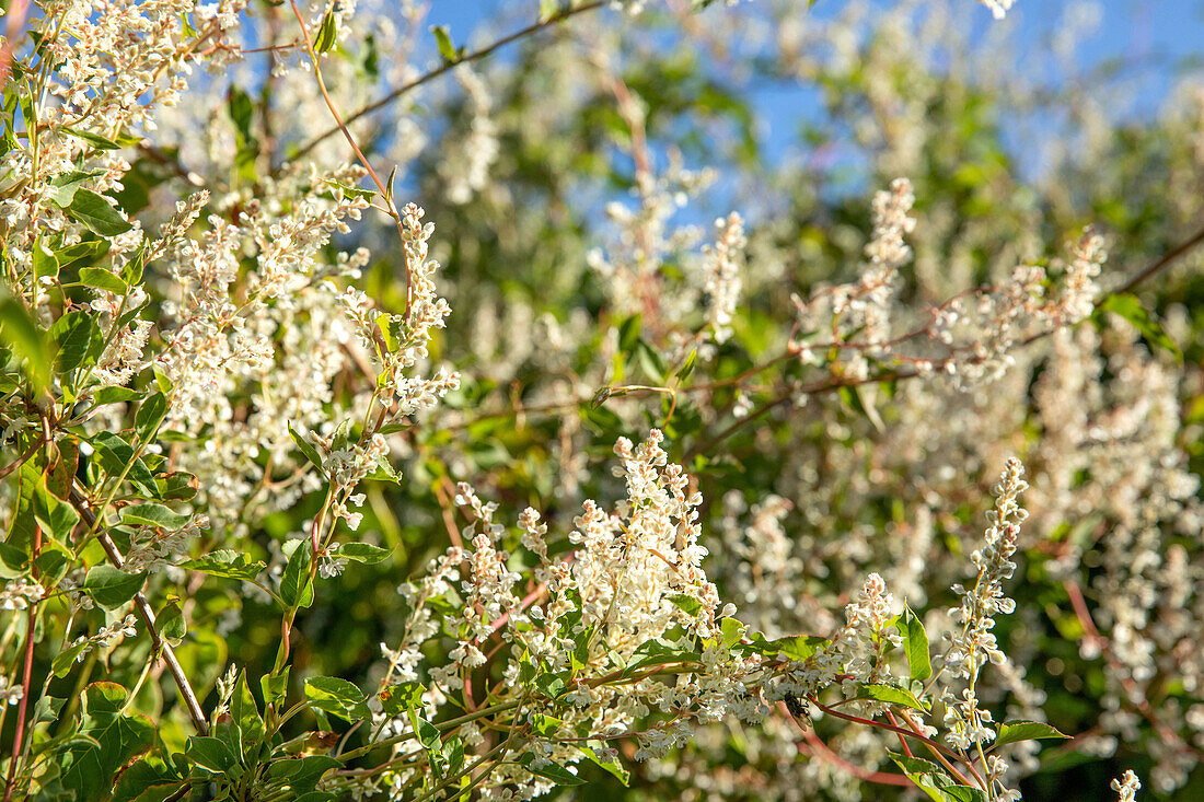 Fallopia aubertii