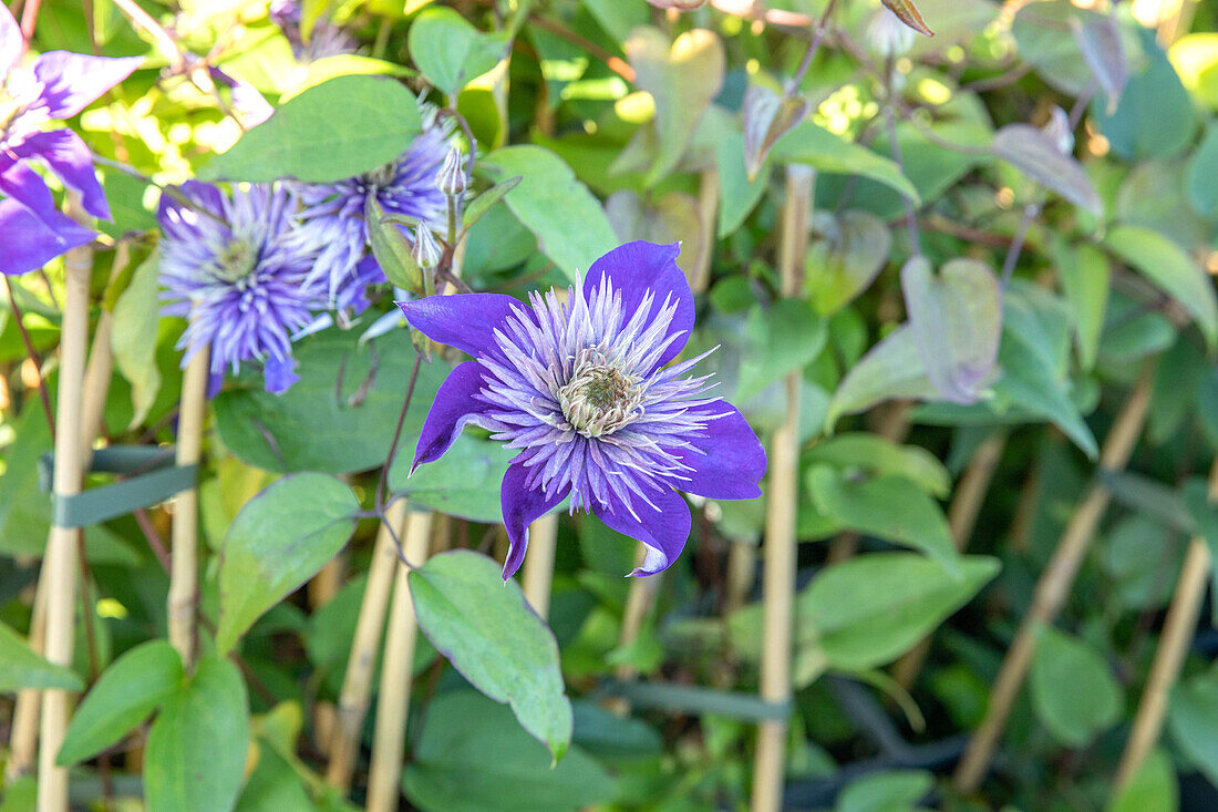 Clematis, blau