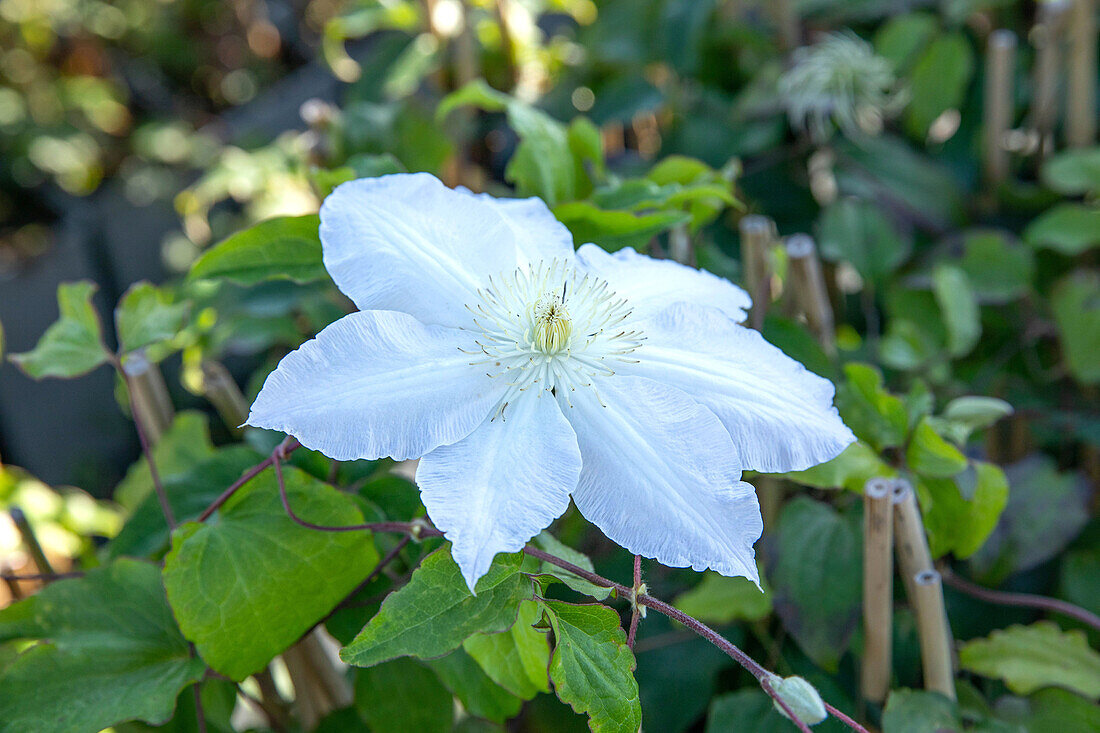 Clematis, white