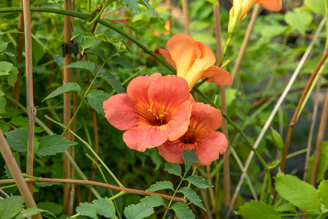 Campsis x tagliabuana 'Madame Galen'.