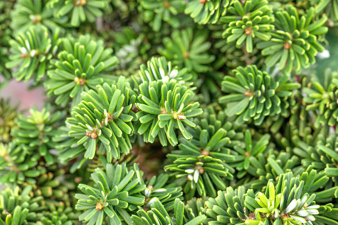 Abies koreana 'Brilliant