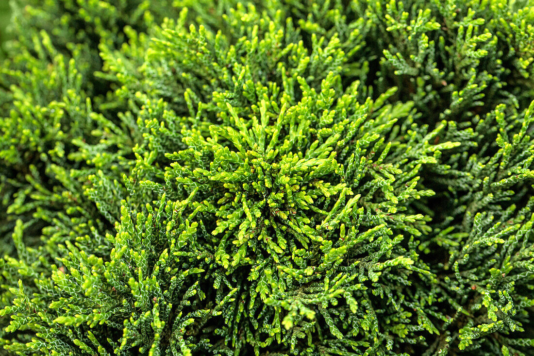 Chamaecyparis lawsoniana Green Globe