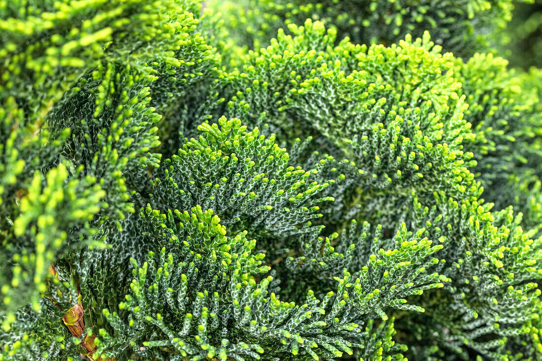 Chamaecyparis obtusa 'Nana Gracilis'