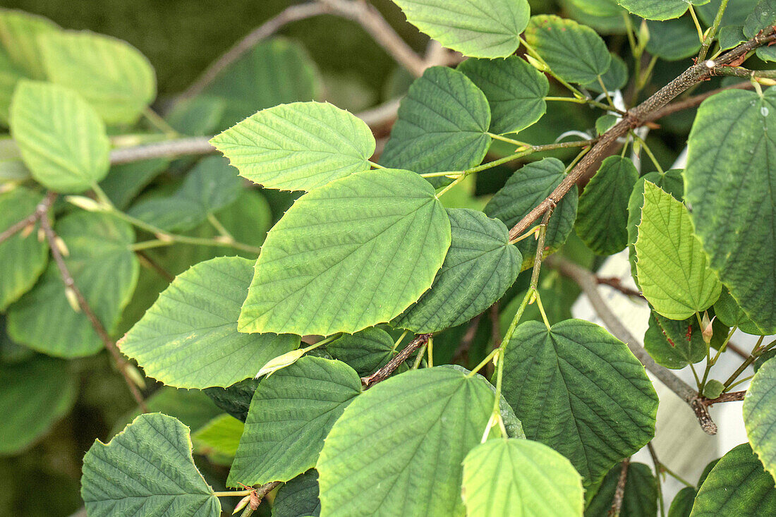 Corylopsis pauciflora