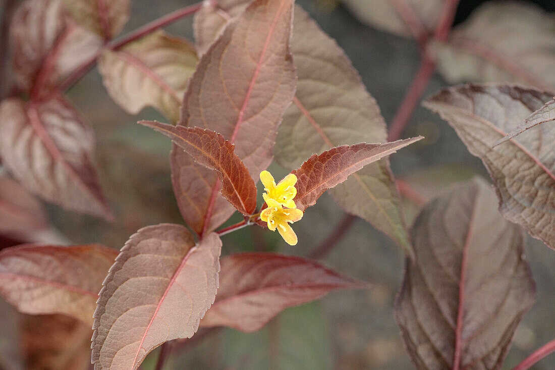 Diervilla splendens 'Diva'(s)