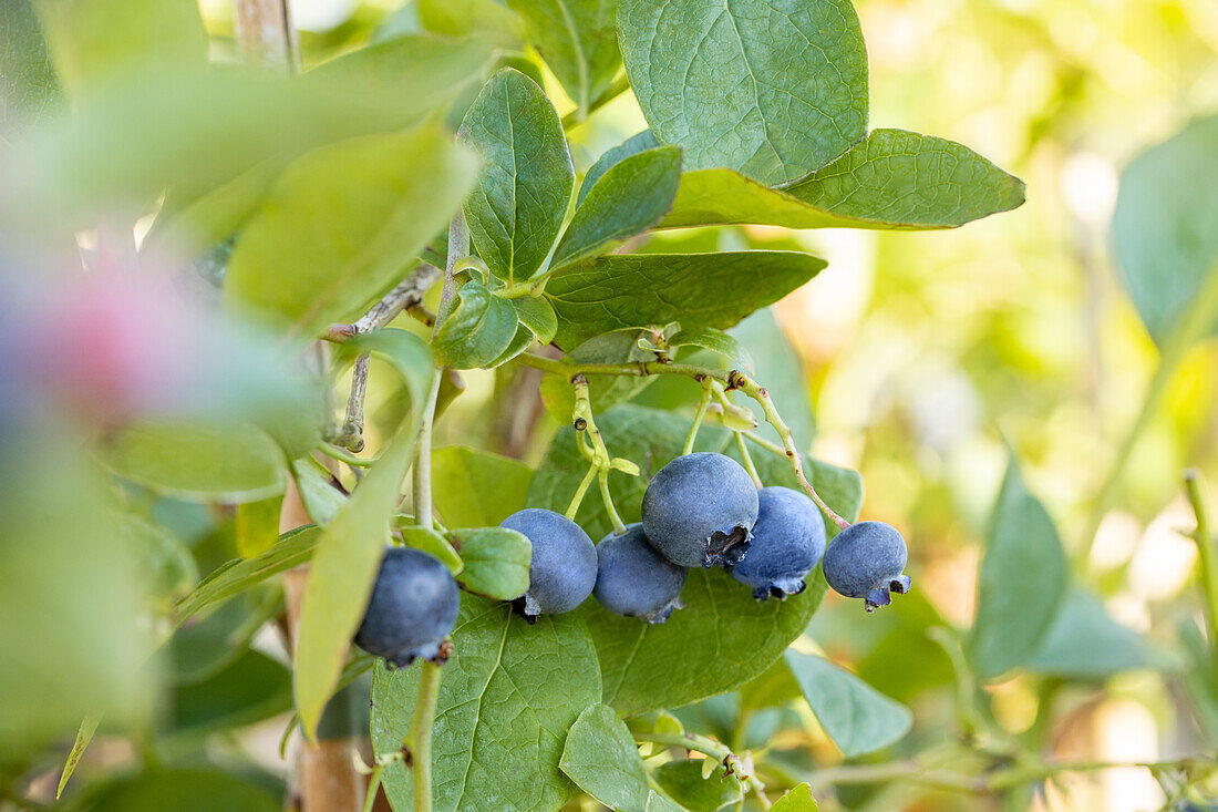 Vaccinium corymbosum 'Blue Jay'