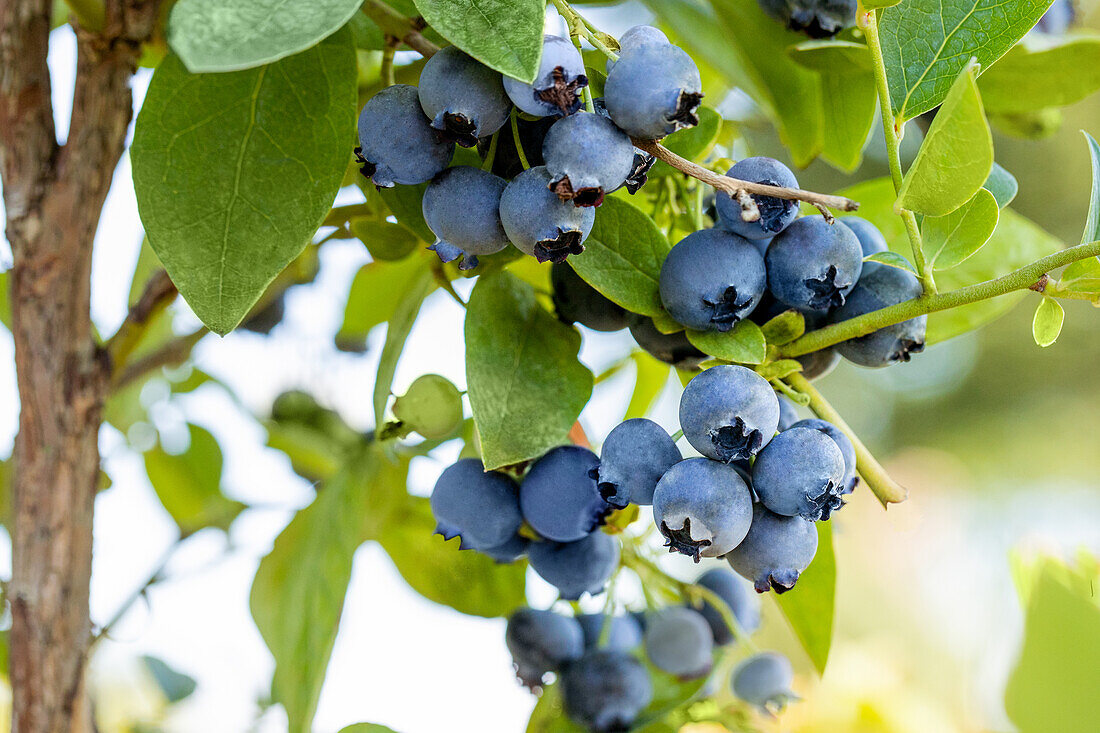 Vaccinium corymbosum 'Blue Jay'