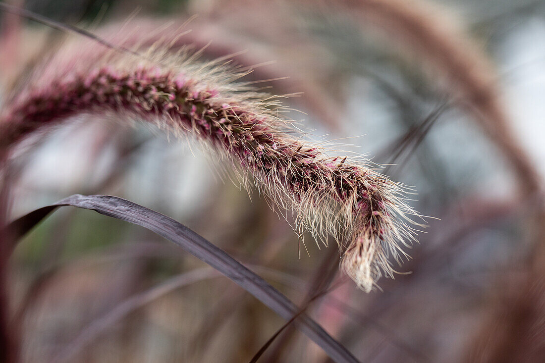 Pennisetum 'Skyrocket'