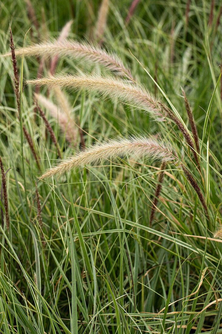 Pennisetum 'Skyrocket'