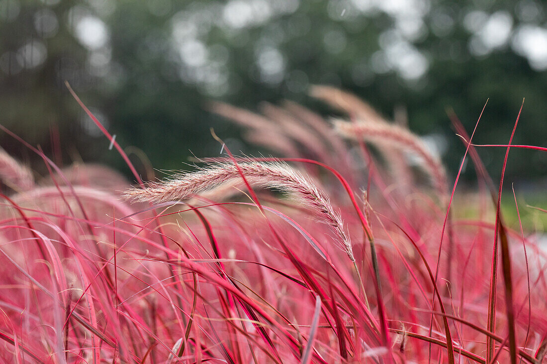 Pennisetum setaceum 'Fireworks'(s)