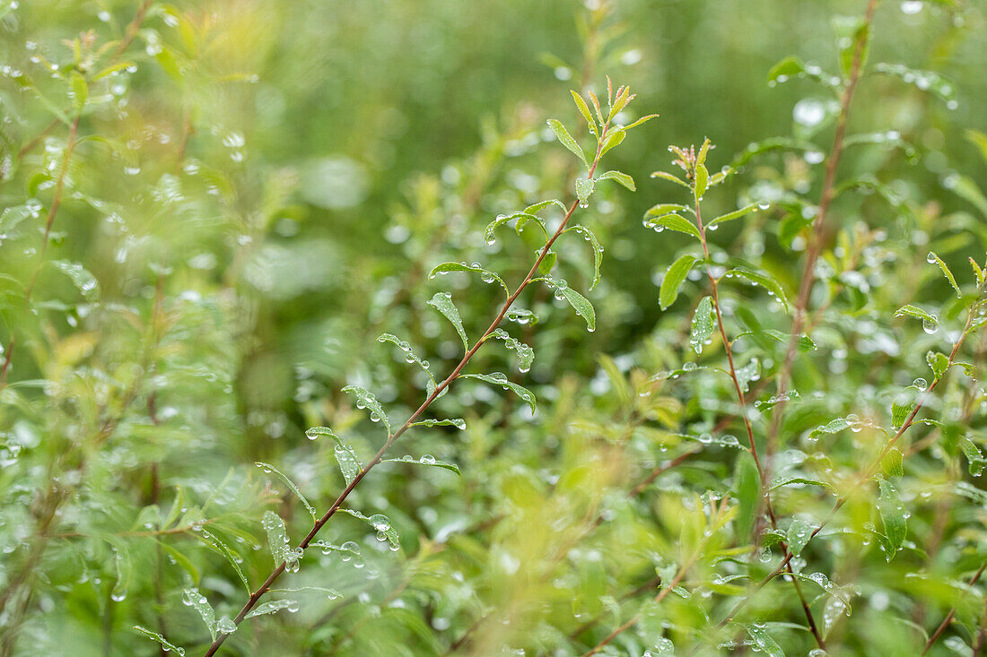 Spiraea x arguta