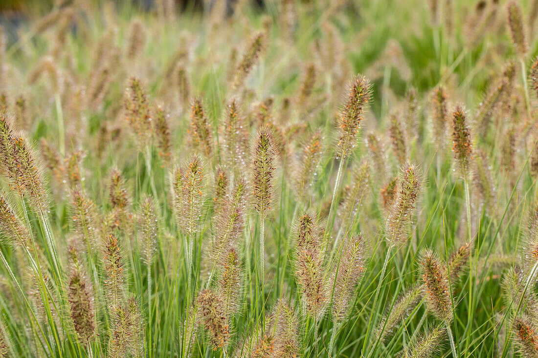 Pennisetum alopecuroides 'Hameln' (Hamelin)