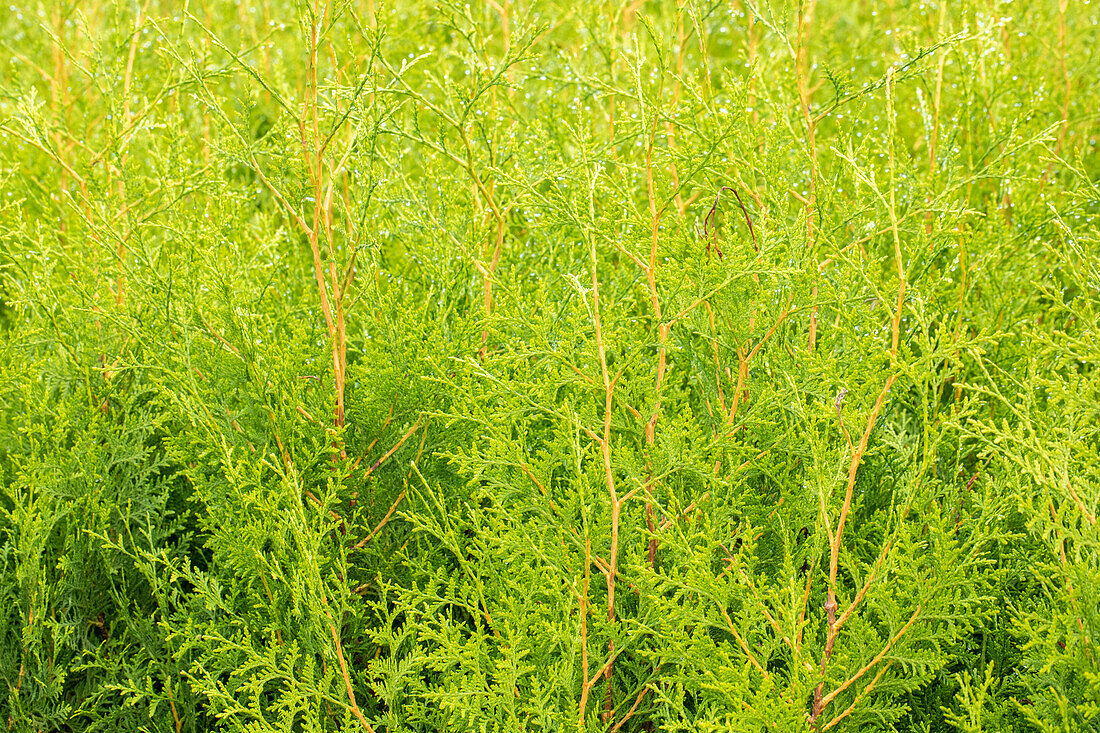 Thuja occidentalis Brabant