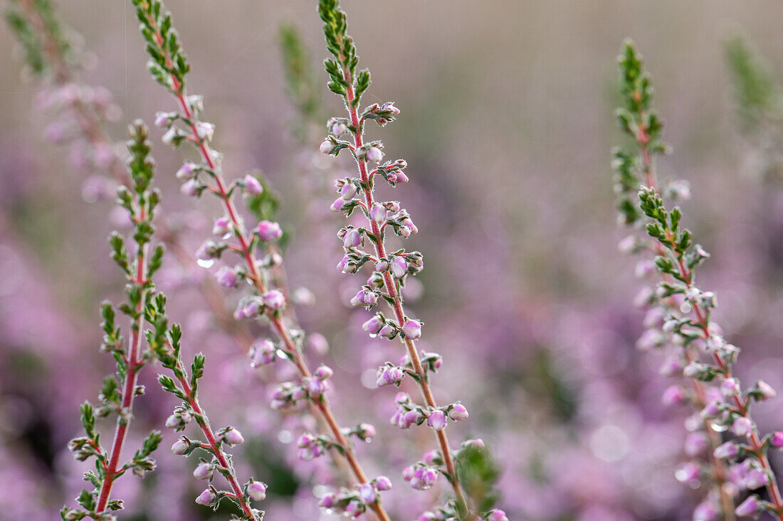 Calluna vulgaris 'Let it Bee'