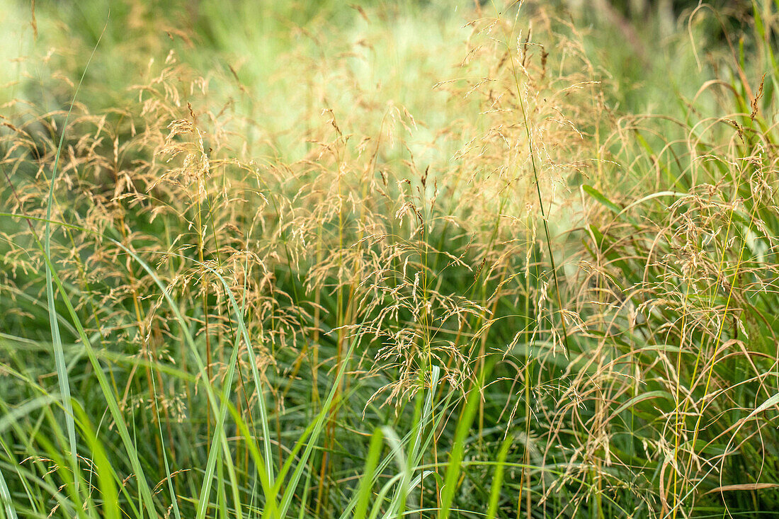 Panicum virgatum