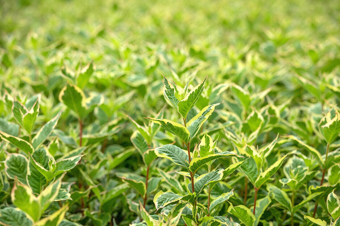 Weigela florida 'Nana Variegata'