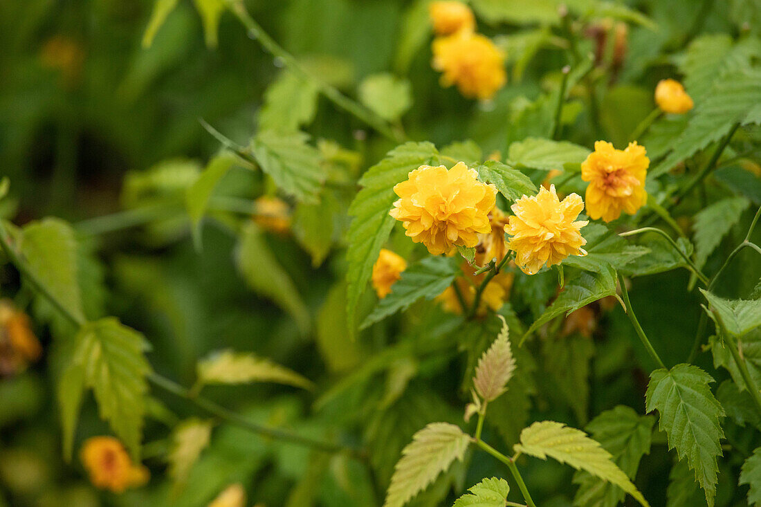 Kerria japonica 'Pleniflora'