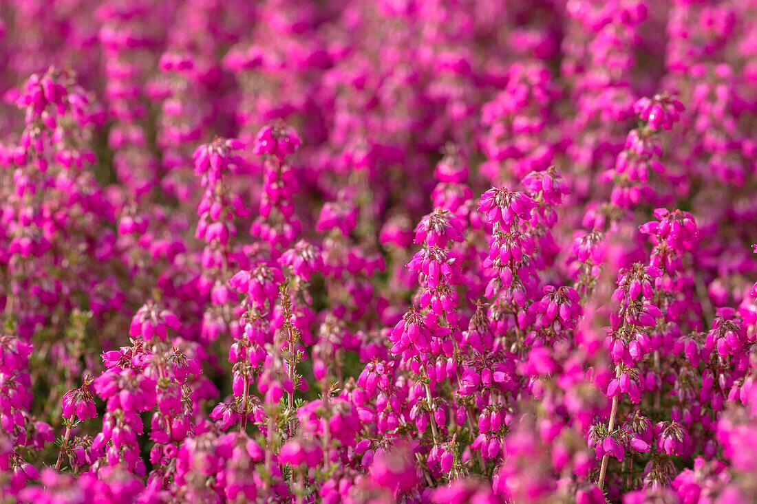 Erica cinerea 'Red leprechaun