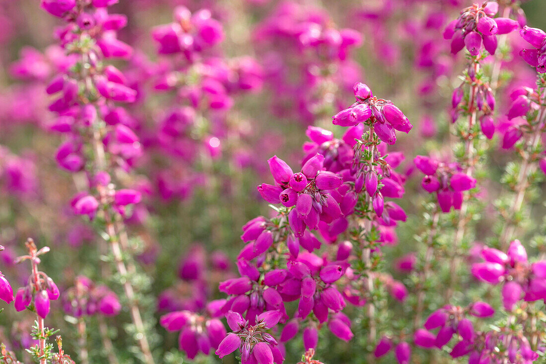 Erica cinerea 'P. S. Patrick'