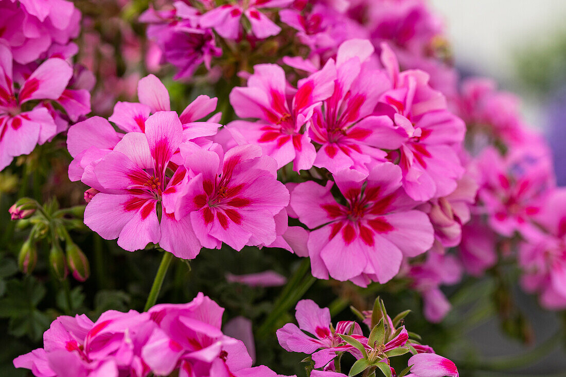 Pelargonium peltatum, rosa