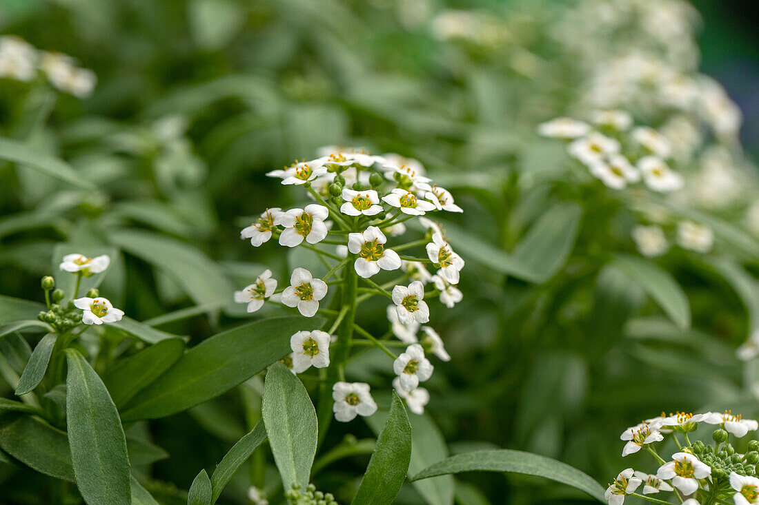 Lobularia hybrida