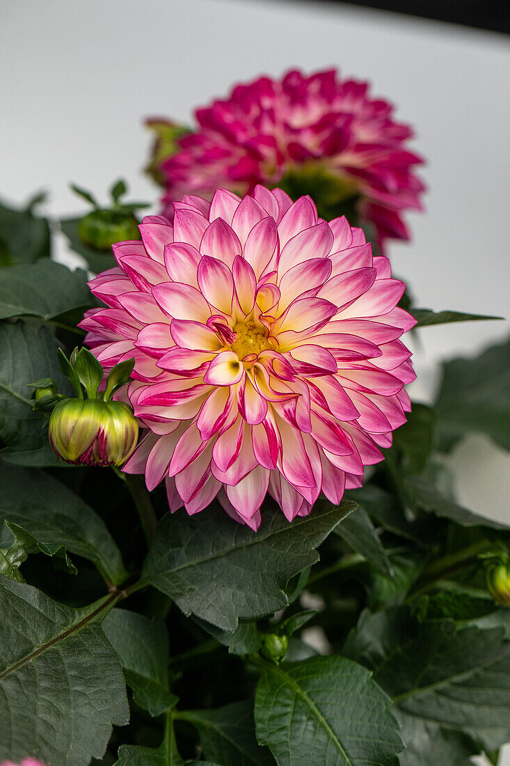 Dahlia x hortensis, weiß-rosa