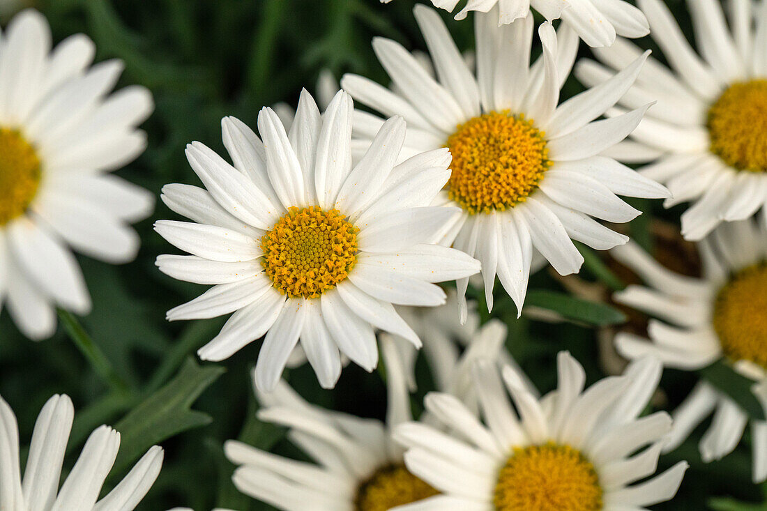 Argyranthemum frutescens, weiß