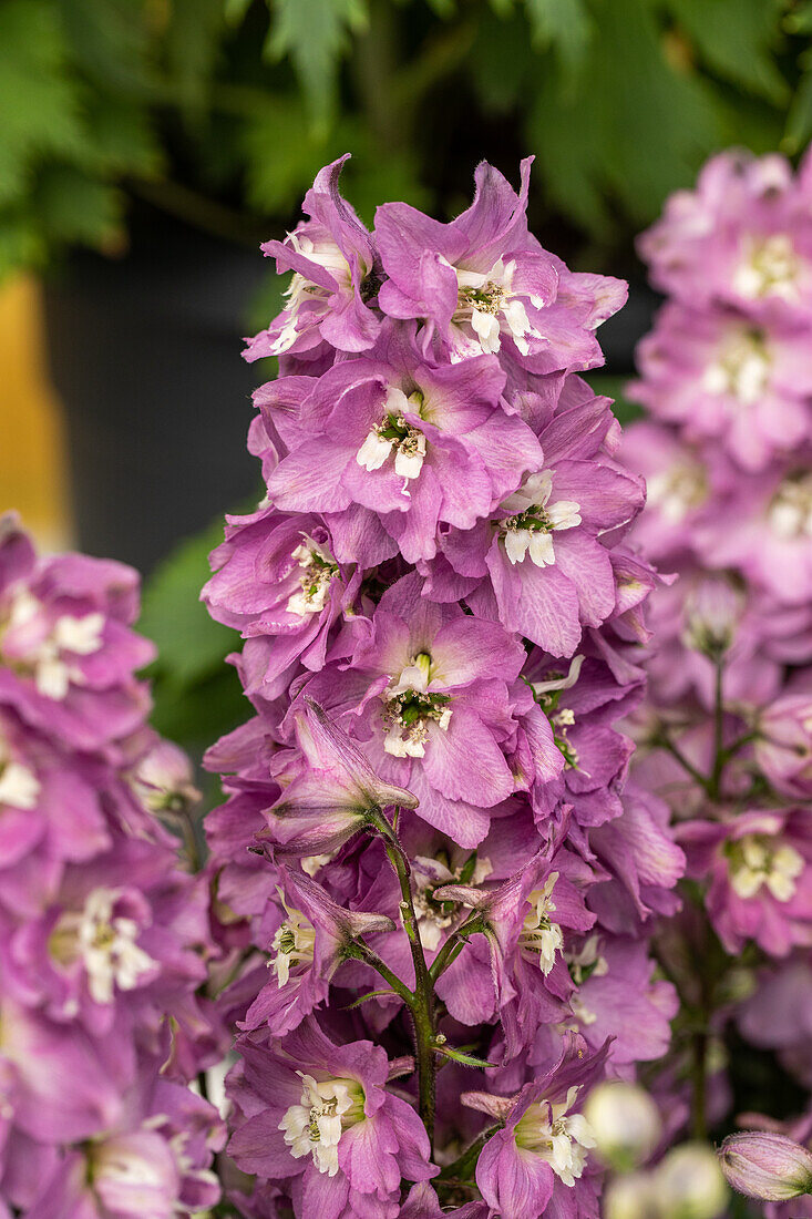 Delphinium x elatum, pink-white