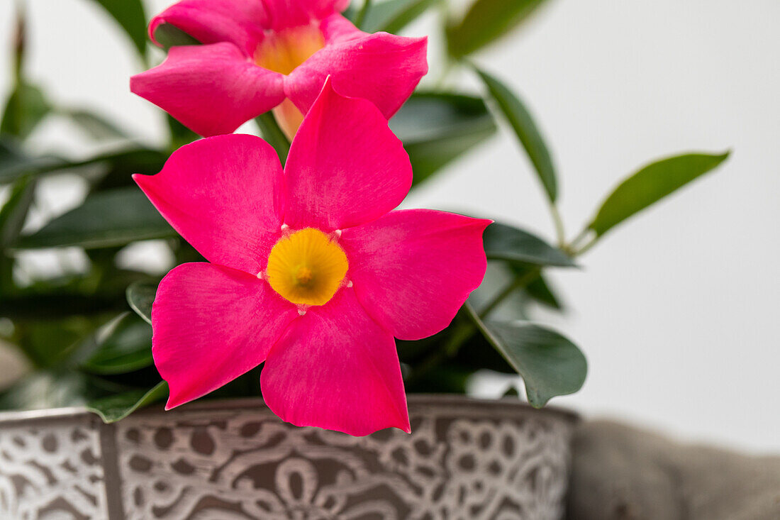 Mandevilla sanderi, pink