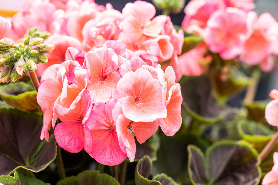 Pelargonium zonale, apricot