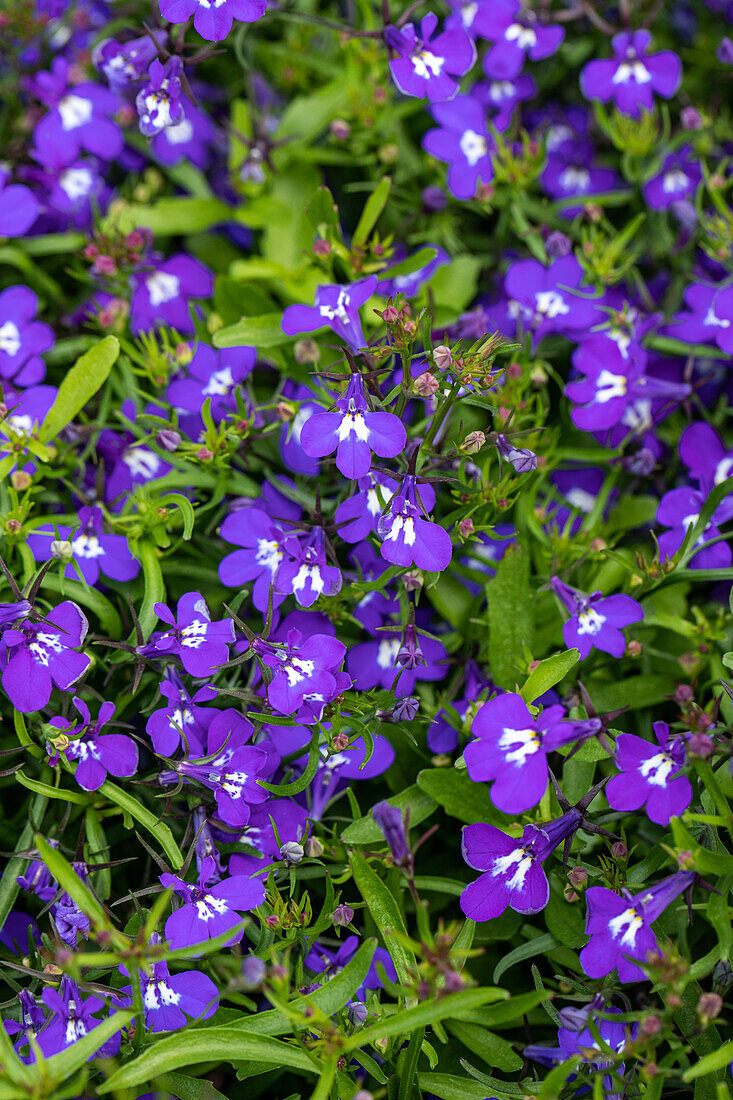 Lobelia erinus, purple