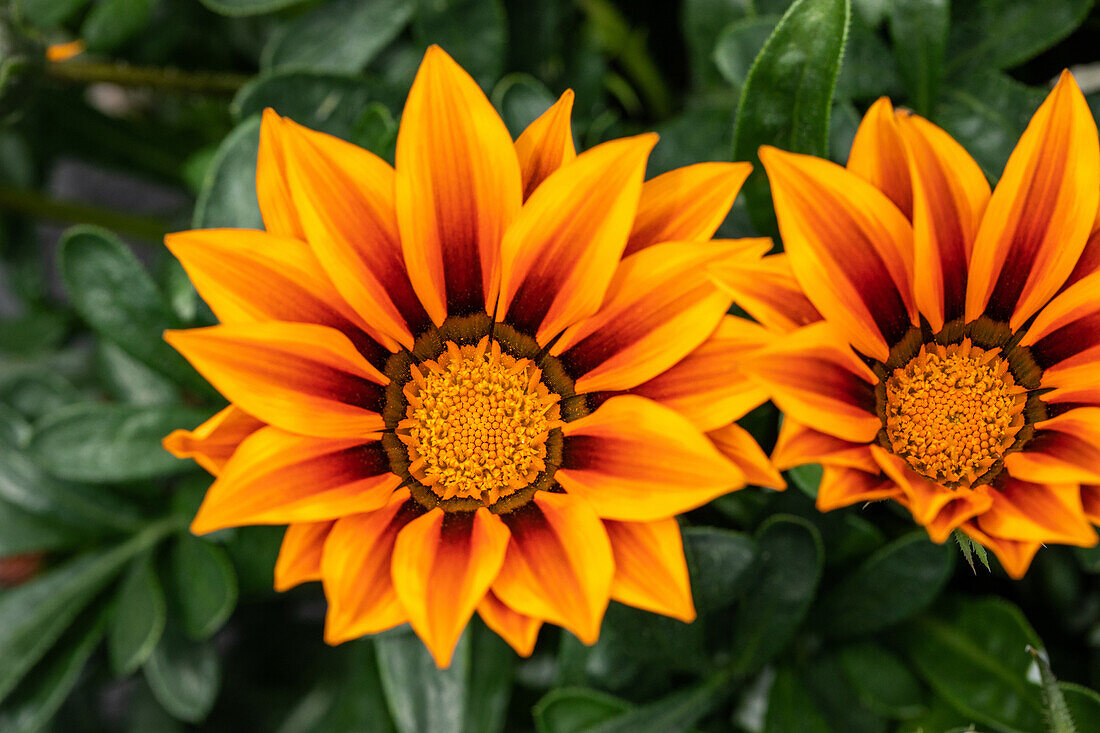 Gazania rigens, orange yellow