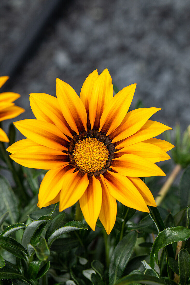 Gazania rigens, yellow-brown