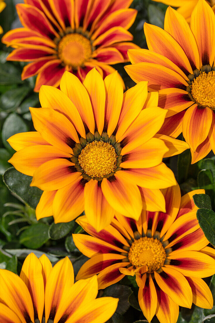 Gazania rigens, orange yellow