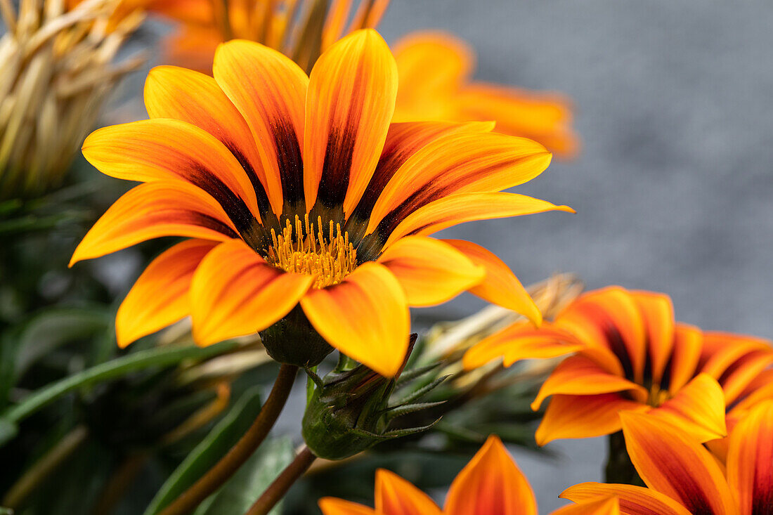 Gazania rigens, orange yellow