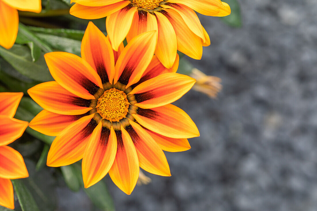 Gazania rigens, orange yellow