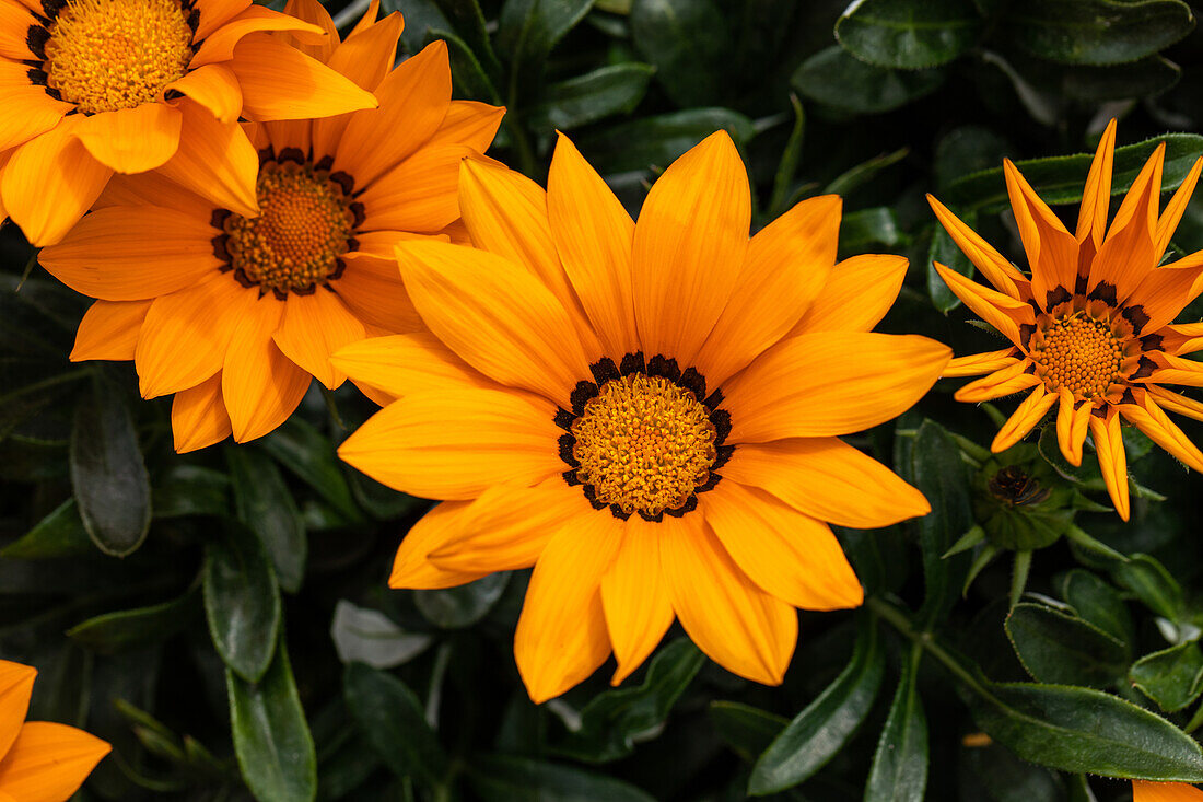 Gazania rigens, orange