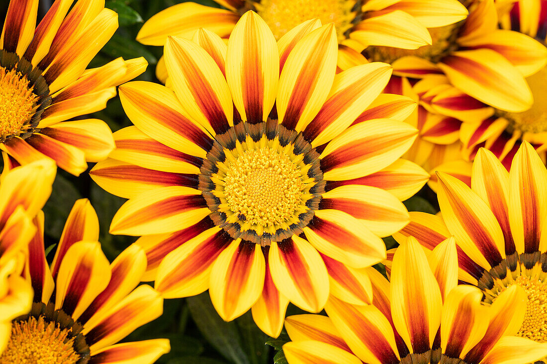 Gazania rigens, gelb-braun